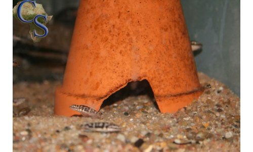 Julidochromis transcriptus bemba